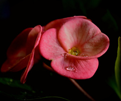 The blooming of a rainy night 