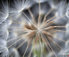 Karahindiba (Taraxacum officinale)