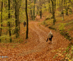 Sonbahar-Autumn