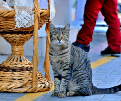 cat in the shopping street