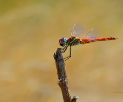 RED DRAGON FLY............