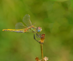 DRAGON FLY....................