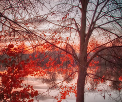 Red leaves