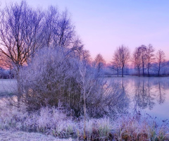 Frozen morning