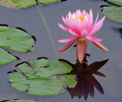 Water lily