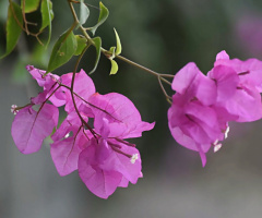 pink bloom 