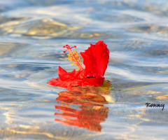 flower in the sea .. :)) 