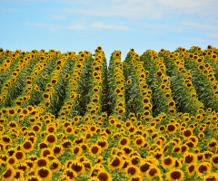 Sunflowers field