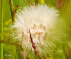 dandelion