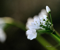 white flower