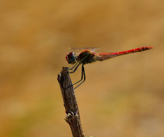 RED DRAGON FLY............