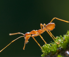 Red Ant