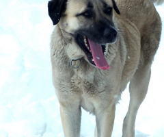 kangal