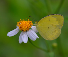 Yellow Butterfly