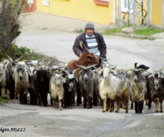 çoban