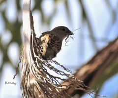 nesting sparrow..