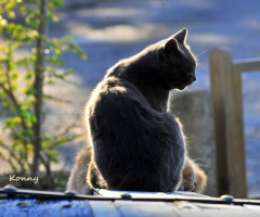 in the afternoon sunshine 