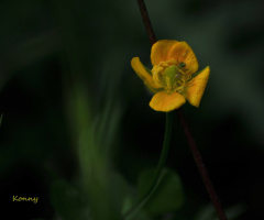 little yellow wildflower