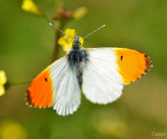 Turuncu Süslü / Anthocharis cardamines