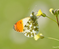 Turuncu Süslü / Anthocharis cardamines