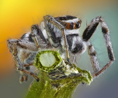 Jumping Spider