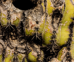 Sonoran Saguaro Cactus Face