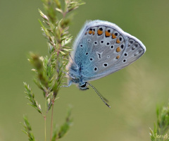 Çokgözlü Mavi / Polyommatus icarus
