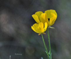 wild flower