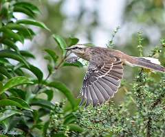 Mimus saturninus