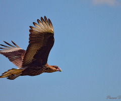 Raptor profile II