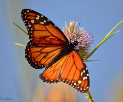 Orange beauty