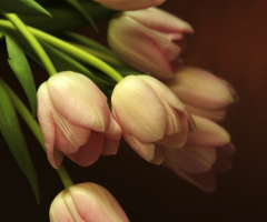 Pale tulips- series