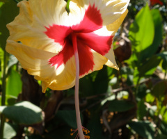 Hibiscus Flower