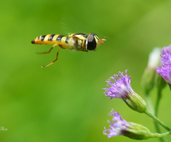 Hoverfly