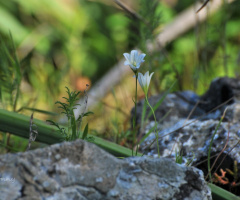 little wildflower 