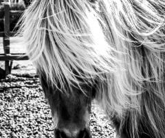 Icelandic Horse