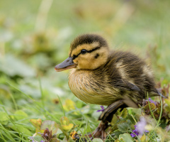 Little Duck