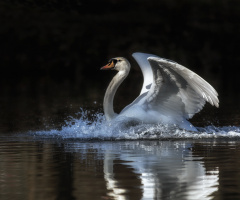 White Swan in the Morning Sun