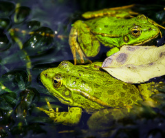 Frogs