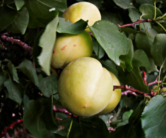 Ripening Apricots