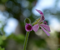 little wildflower