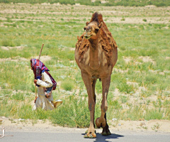 Balochistani camel