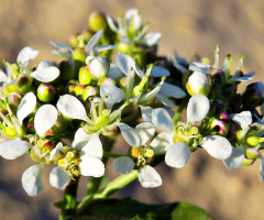 Tiny beauty bunch.....