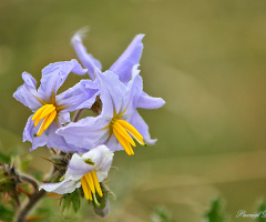 Wild and thorny