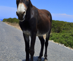 wild donkeys in Cyprus 