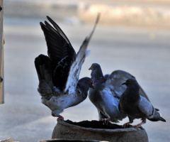  a bowl of water for the doves..  