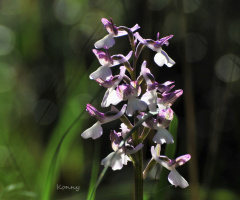 Wild Orchid Cyprus 