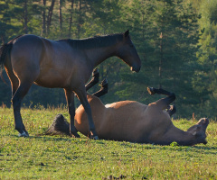 ... fun horses (2)