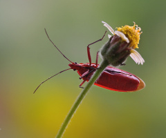 Red insect