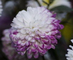 Chrysanthemum (Chrysanthemum indicum L.)